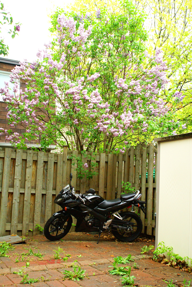 honda_cbr125_yard2.jpg