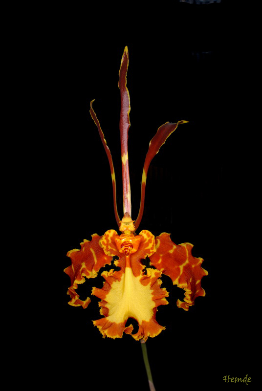 Psychopsis Mariposa Green Valley