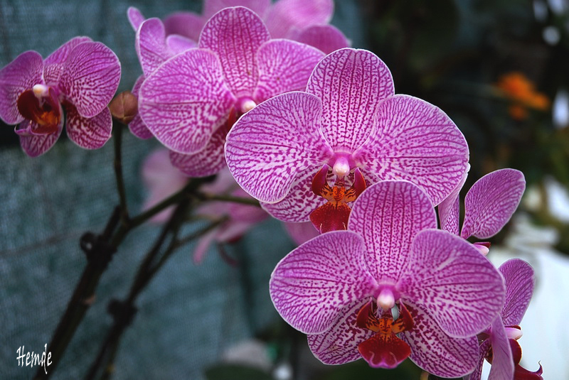 Phalaenopsis NoID