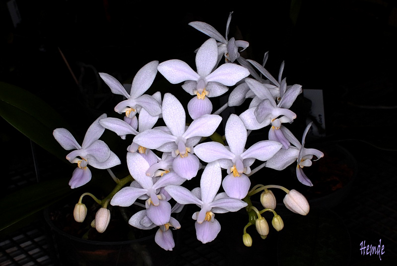 Phalaenopsis equestris albescens