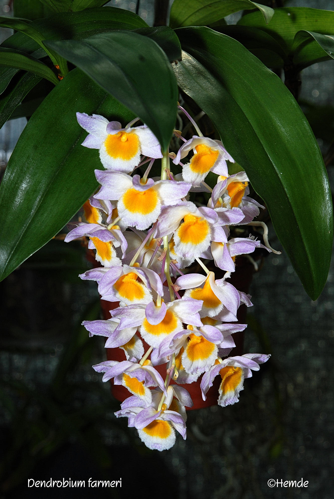 Dendrobium farmeri