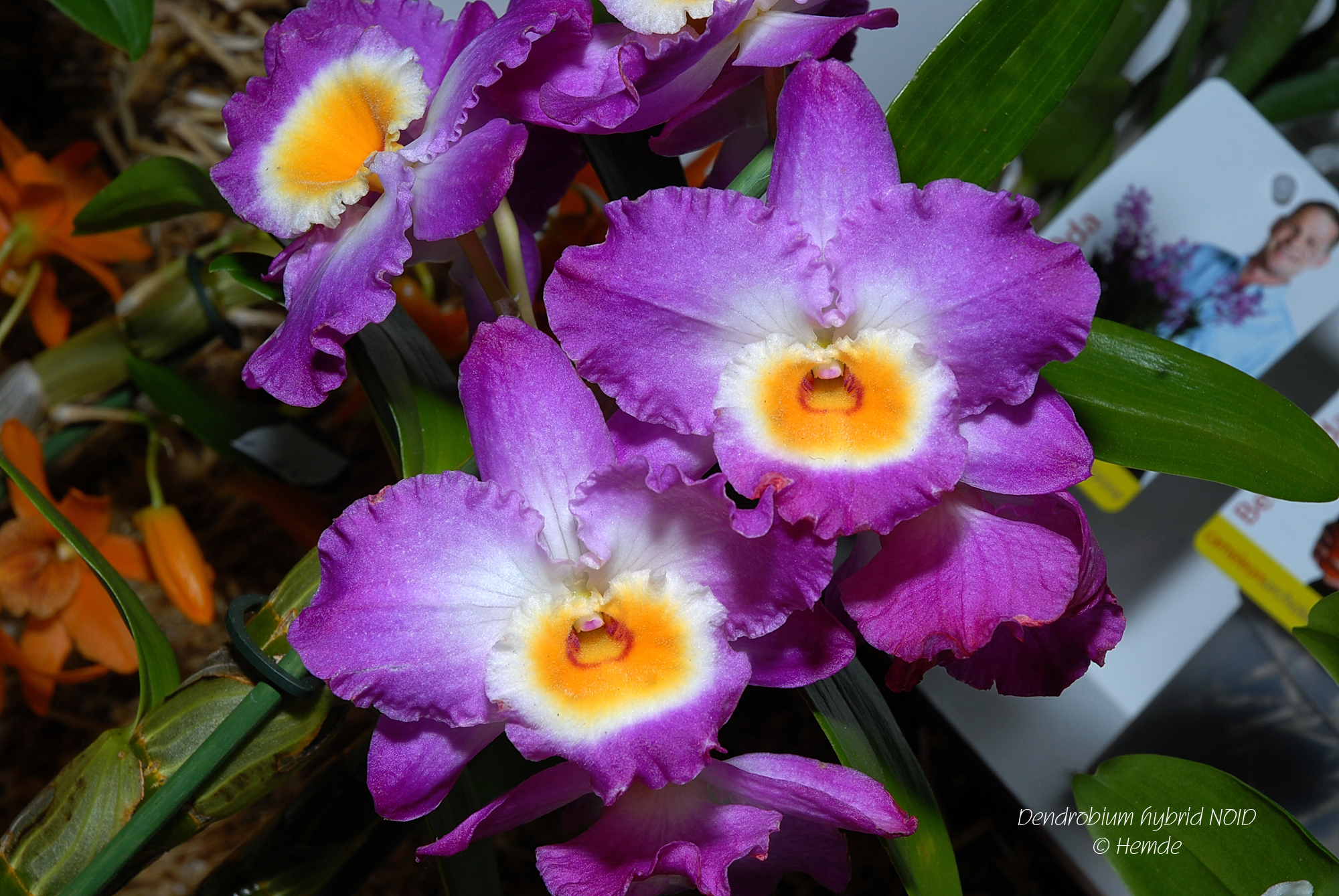 Dendrobium hybrid NOID