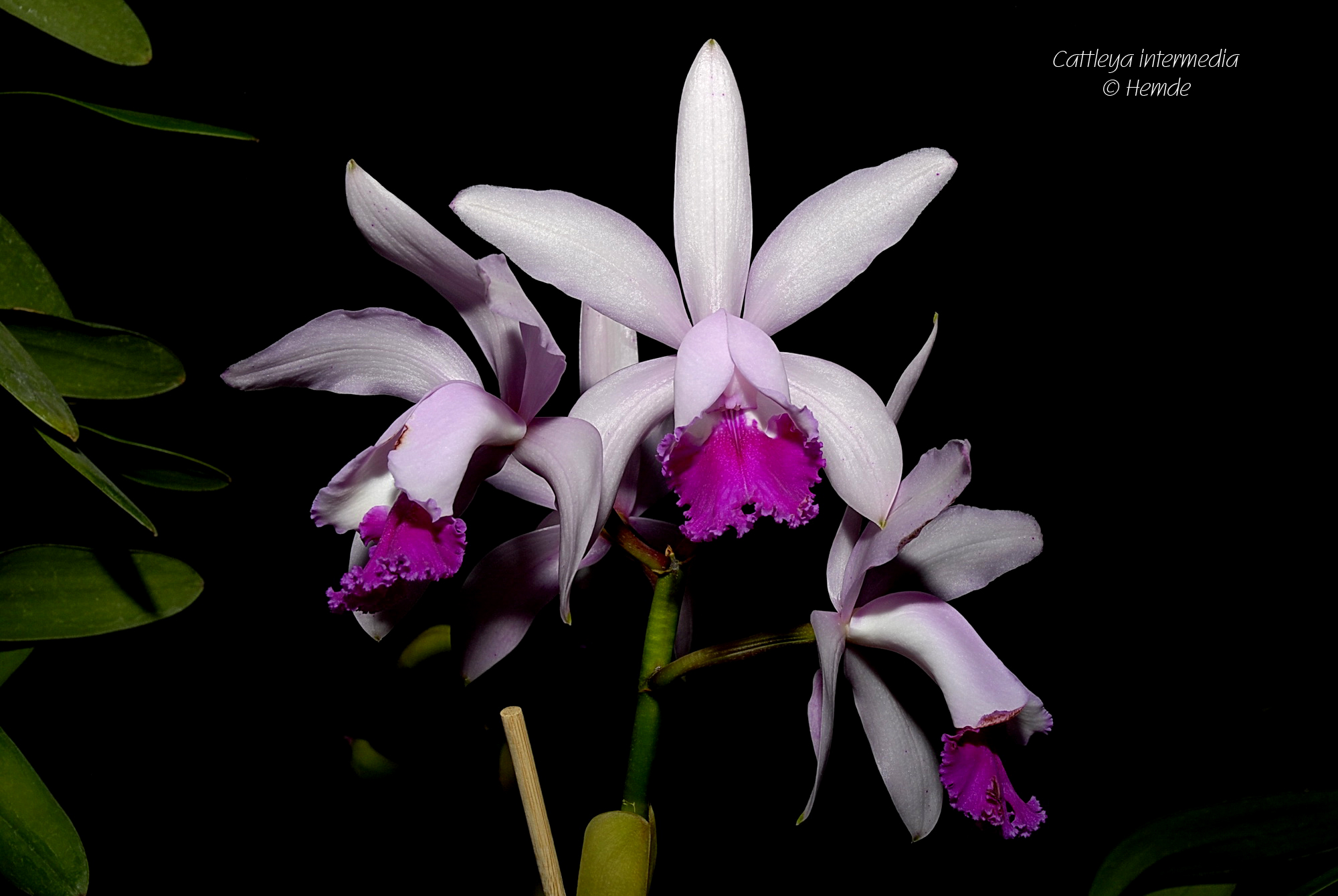 Cattleya intermedia