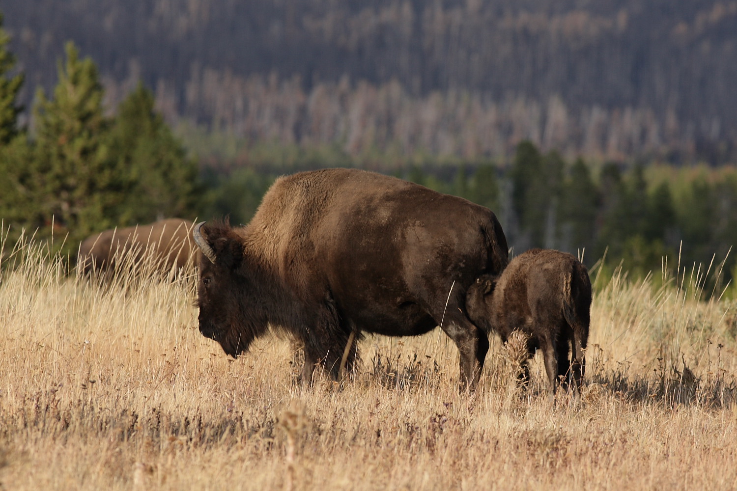 bison8.JPG