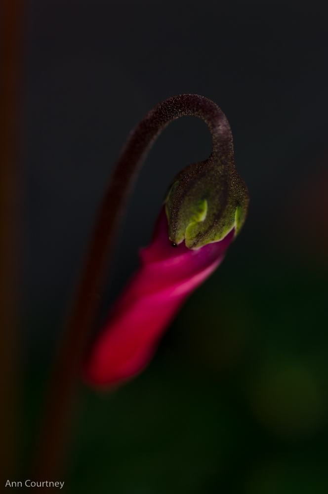 Cyclamen bud.