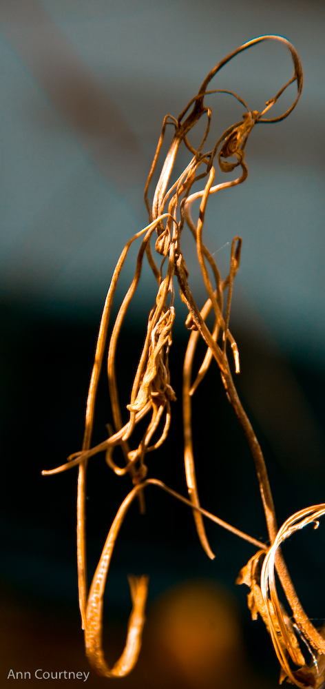 Tangled