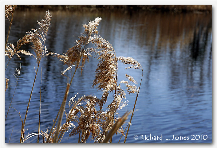 Baehre Swamp 2010 001.jpg