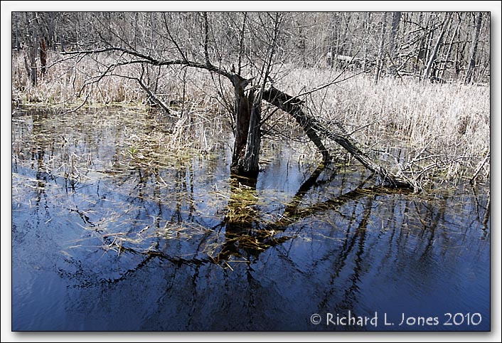 Baehre Swamp 2010 012.jpg