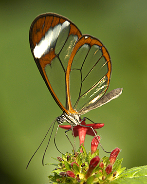 Glasswing_4437.jpg