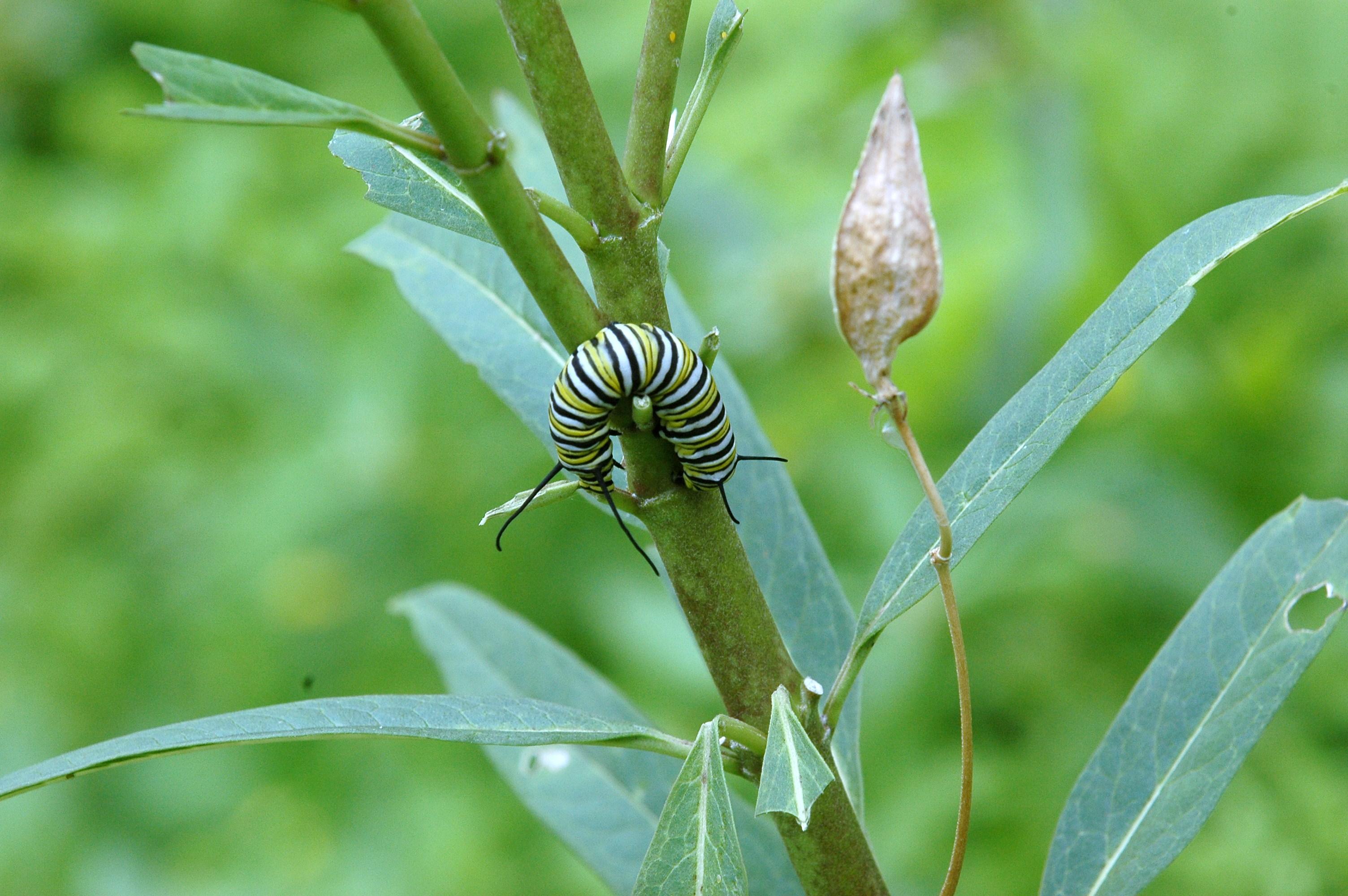 918Milkweed918 006.JPG