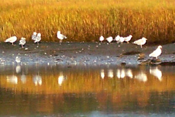 G FR Sea Gulls Resting.jpg