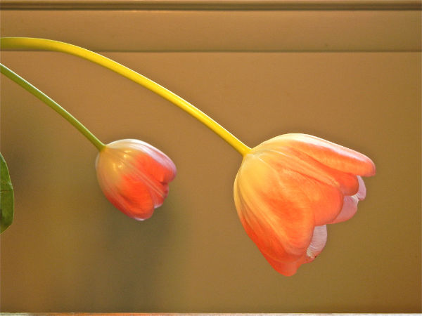 Mothers Day