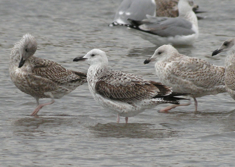 Caspian Gull / Kaspisk trut (Larus cachinnans)