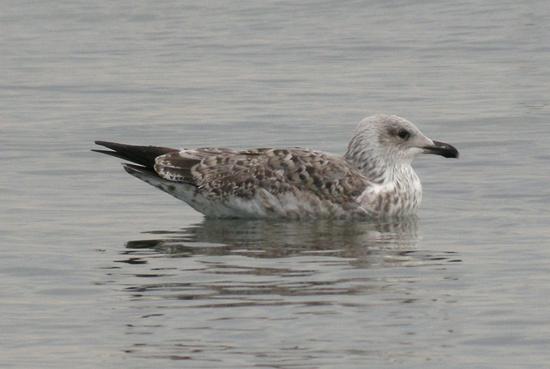 Herring Gull / Grtrut (Larus argentatus)