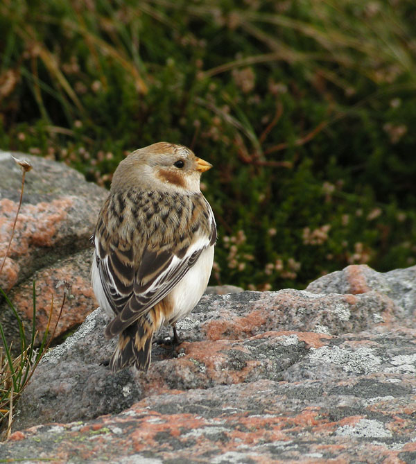Snow Bunting / Snsparv (Plectrophenax nivalis)