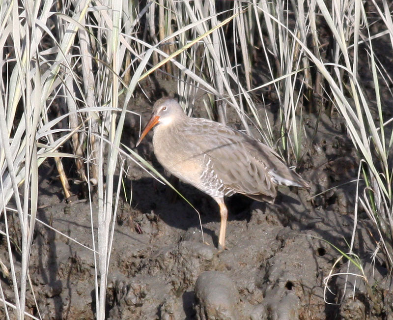 Clapper Rail / Kustrall (Rallus longirostris)