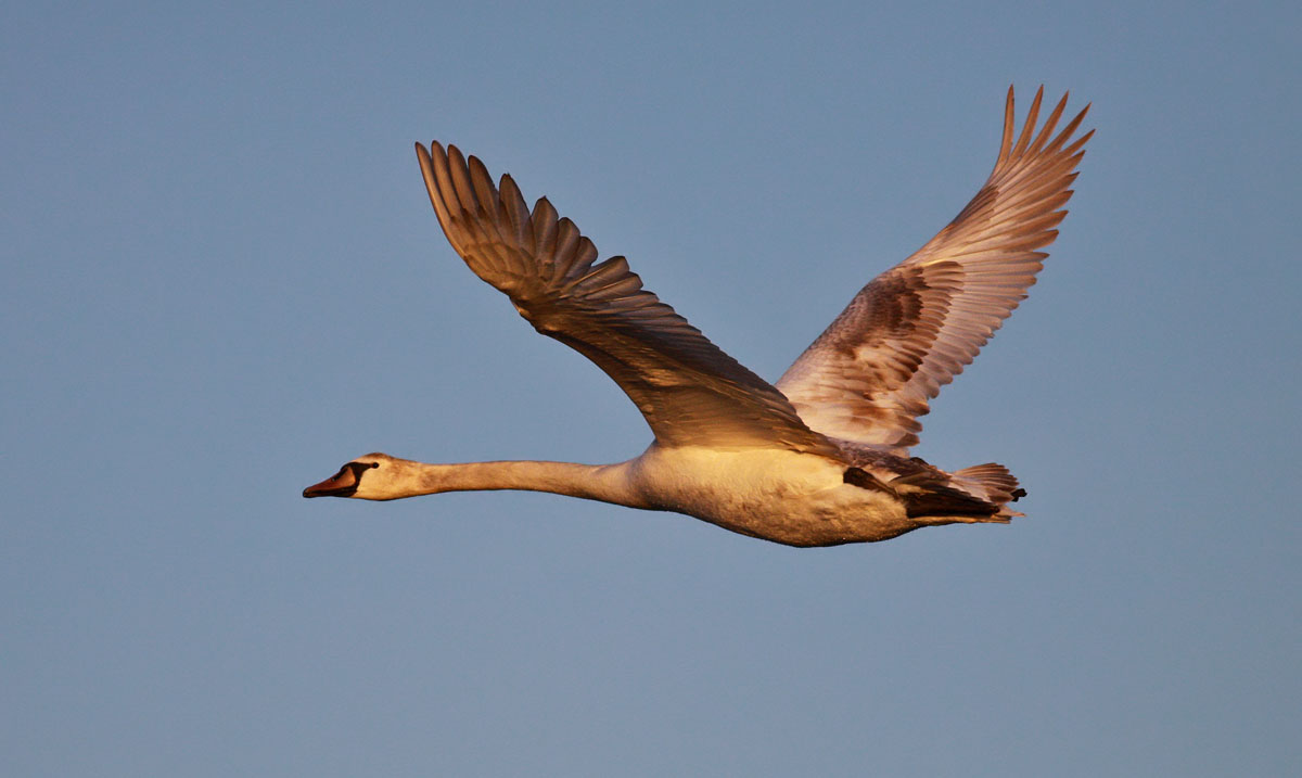 Mute Swan / Knlsvan (Cygnus olor)