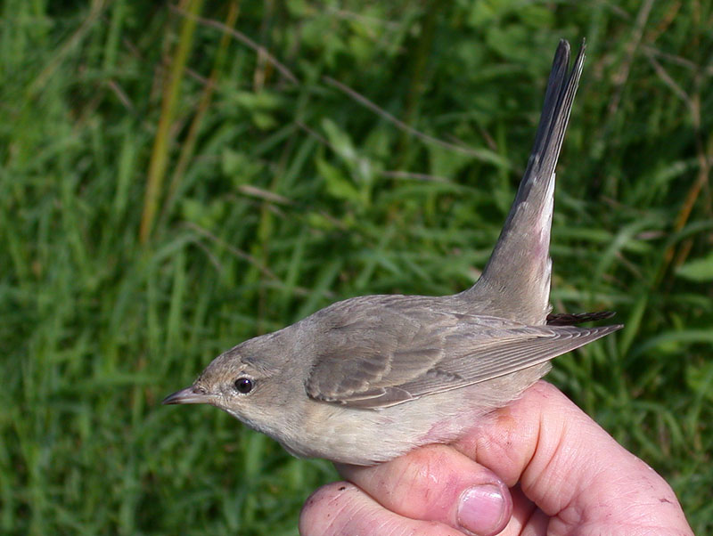 Barred Warbler / Hksngare (Sylvia nisoria)