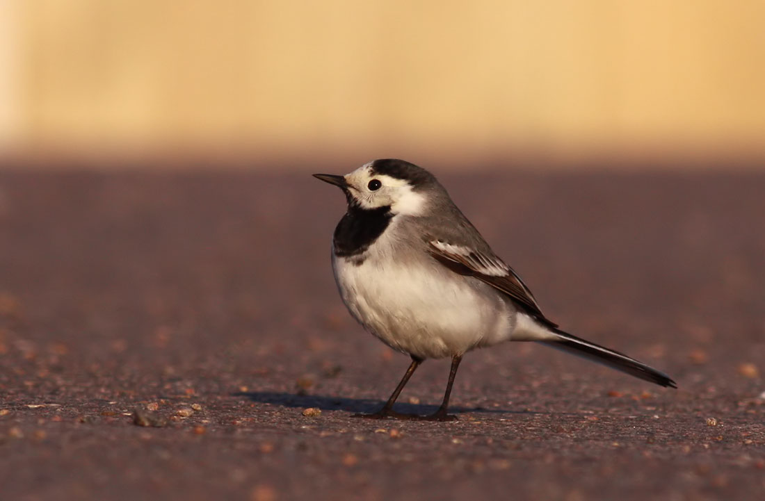 White Wagtail / Sdesrla (Motacilla alba)