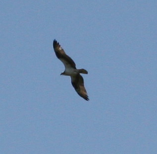 Osprey-1.jpg