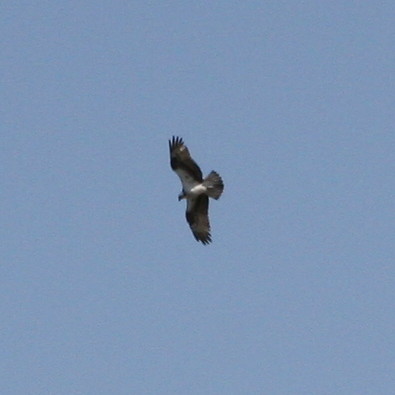 Osprey-4.jpg