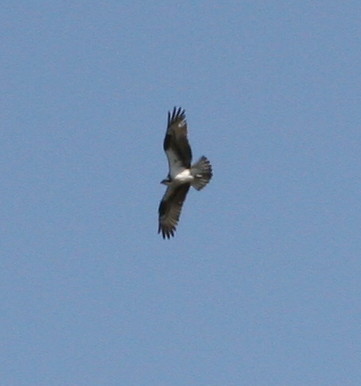 Osprey-5.jpg