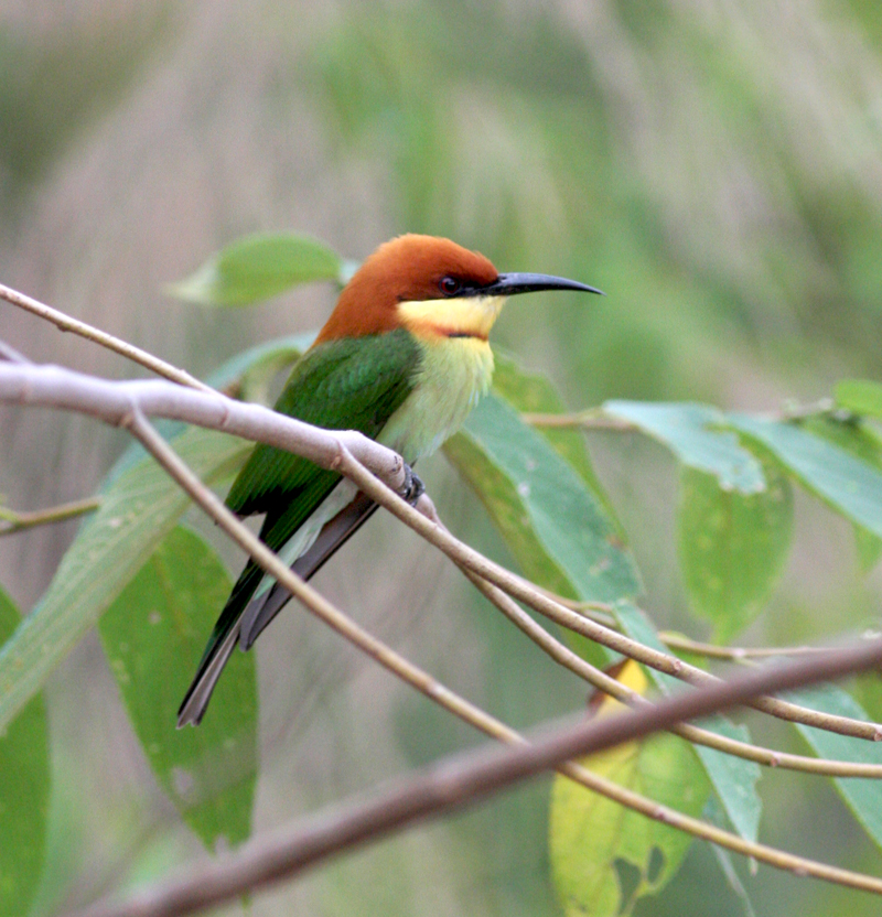 chestnut headed bee eater.jpg