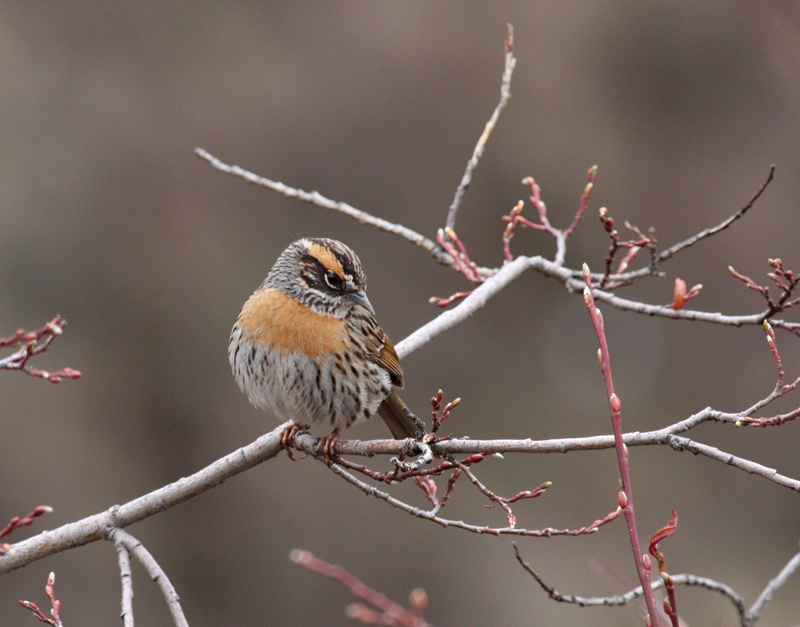 Rufous-breasted accentor