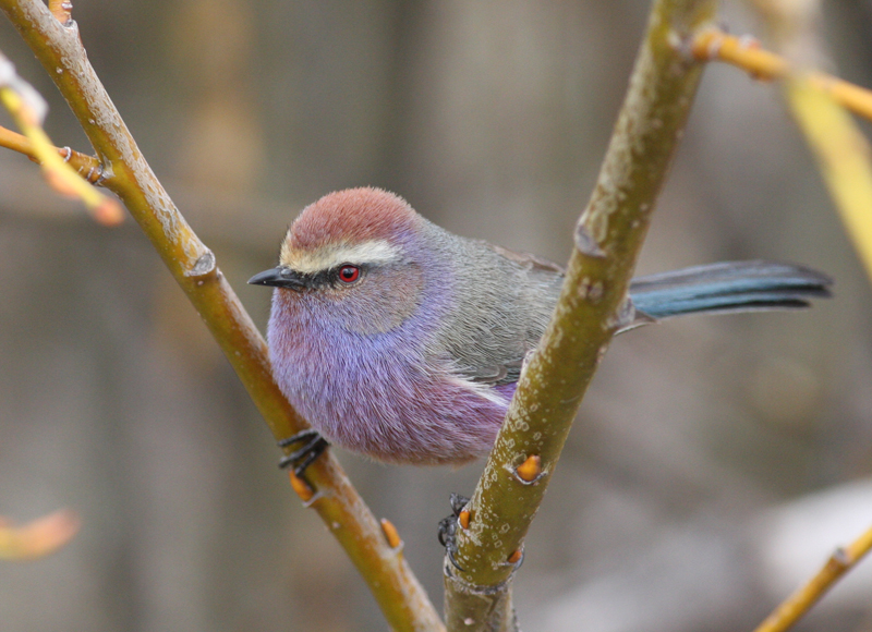 White-browed tit warbler photo - ronm photos at pbase.com