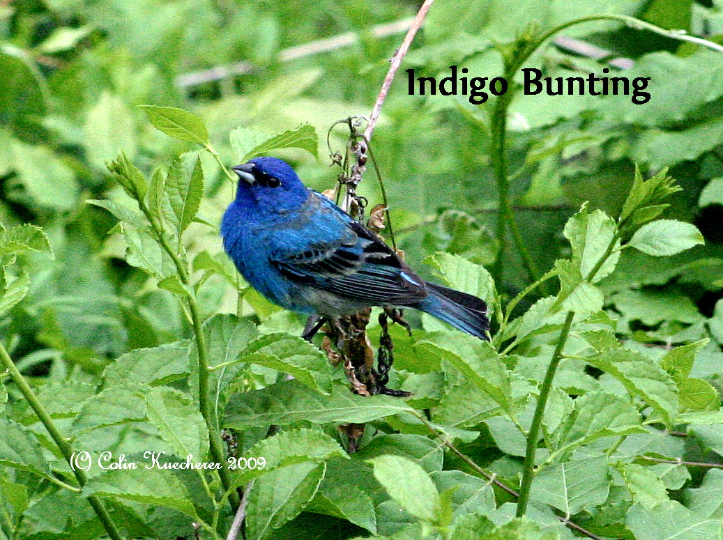 Indigo Bunting