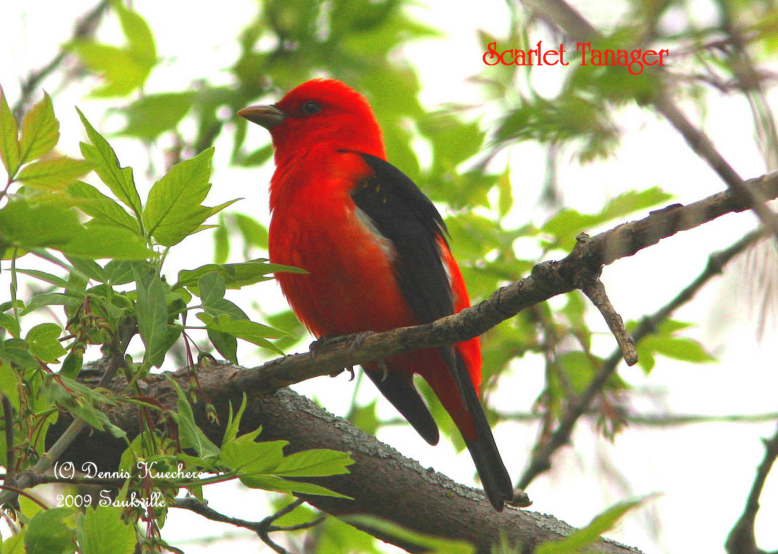 Scarlet Tanager