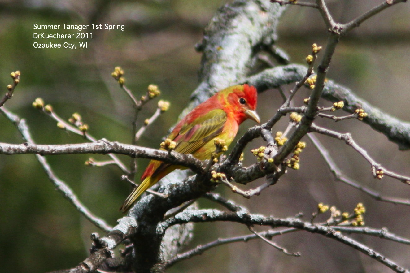Summer Tanager 1st Spring
