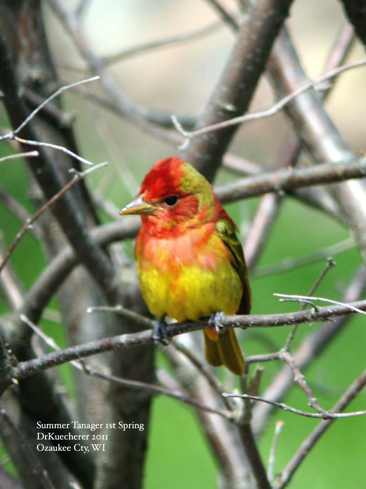 Summer Tanager 1st Spring