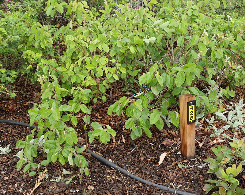 Serviceberry #426 (9191)