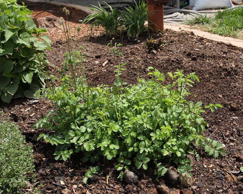 Salad Burnet #000 (9304)
