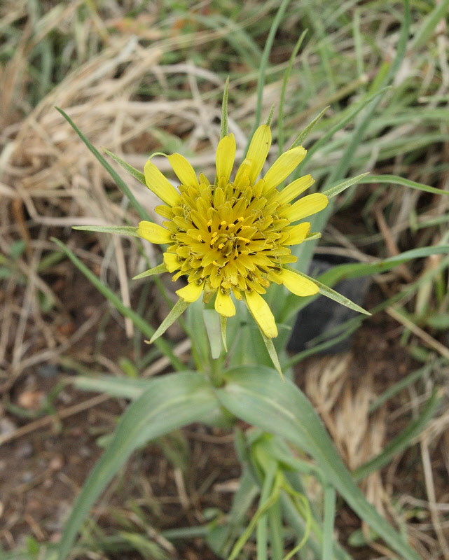 Western Salsify Weed Flower #213 (9273)