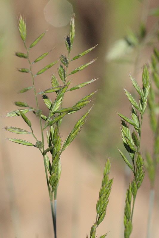 Blue Fescue (#556 ??) Grass Seeds (9496)