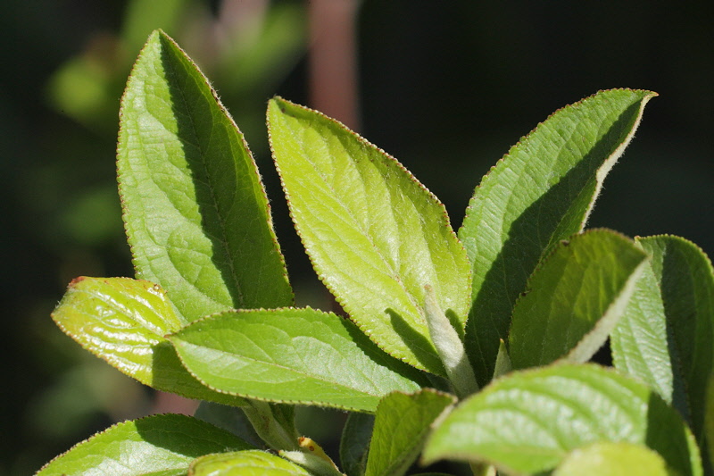 Chokecherry #316 (9552)