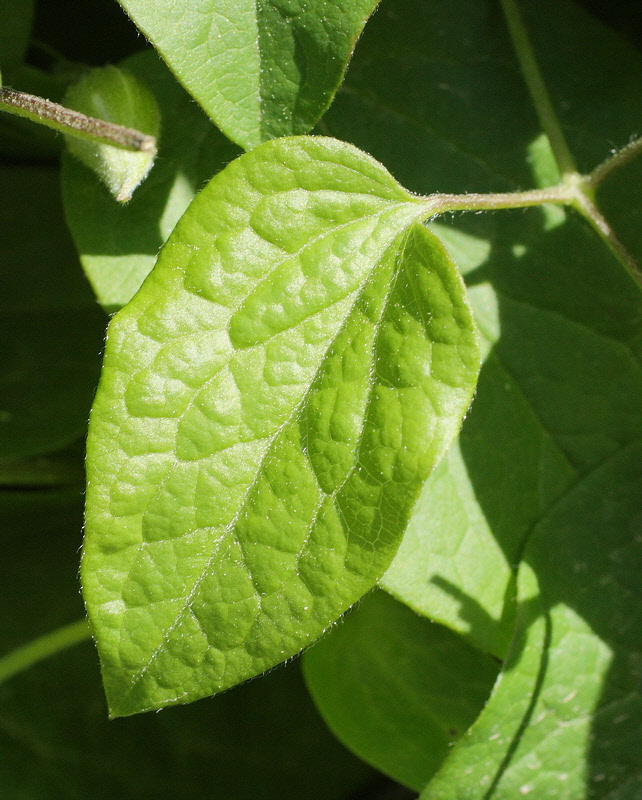 Clematis #810 (9560)