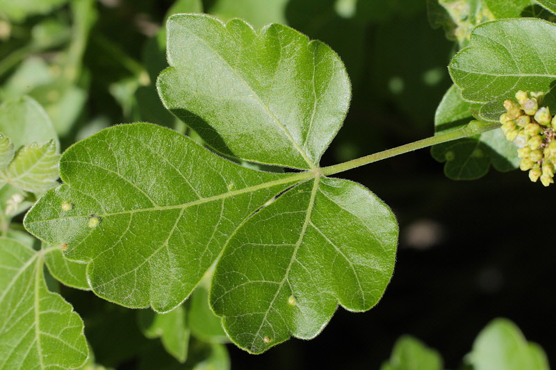 Dwarf Fragrant Sumac #438 (9383)