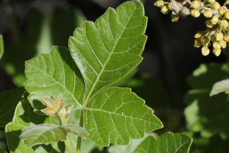 Sumac #412 (9379)