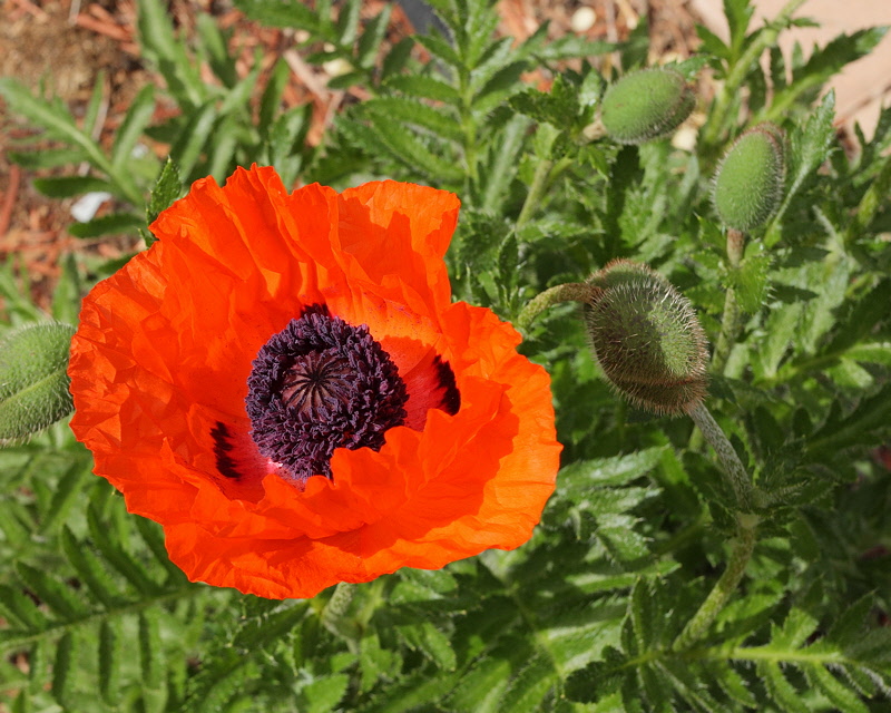 Oriental Poppy #841 (9832)