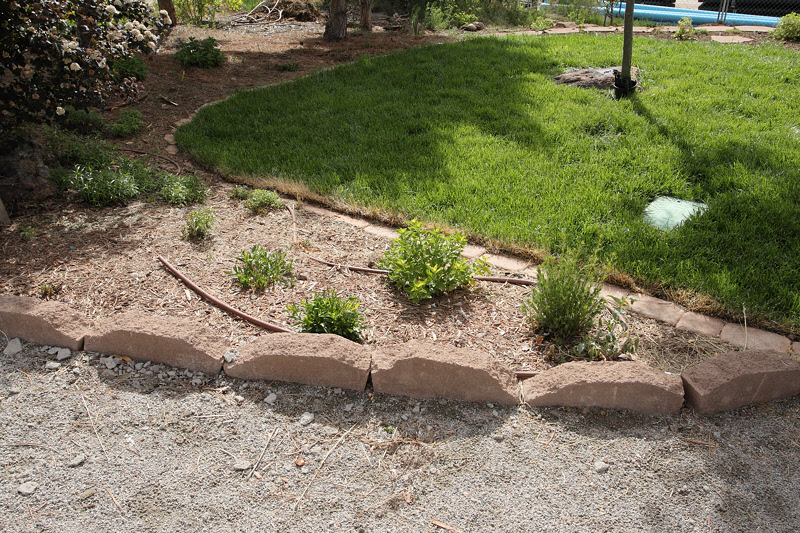 Aster Garden (0730)
