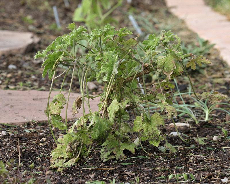 Boths Snowflake Rose Geranium #622 (4682)