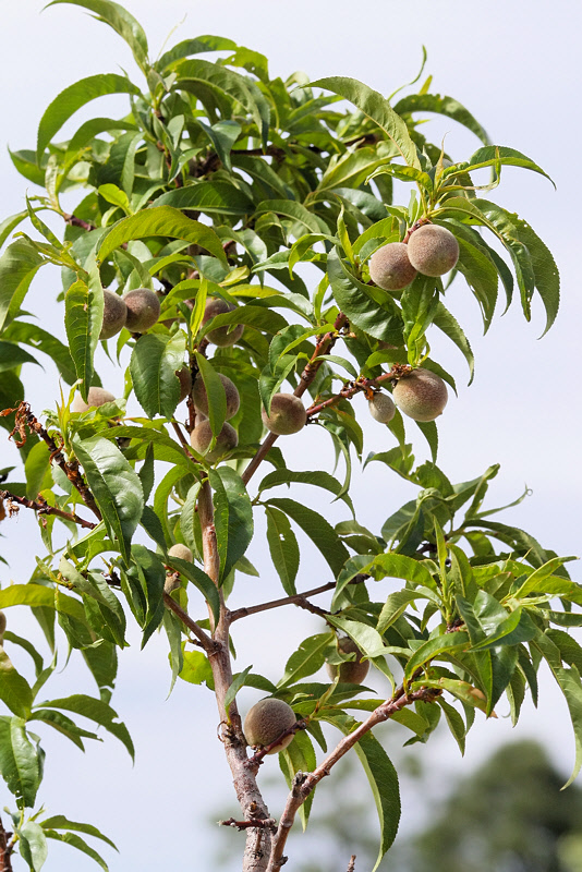 Peach Tree Contender #131 (4637)