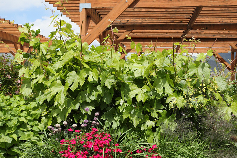 St Theresa Grape #442 (0617)