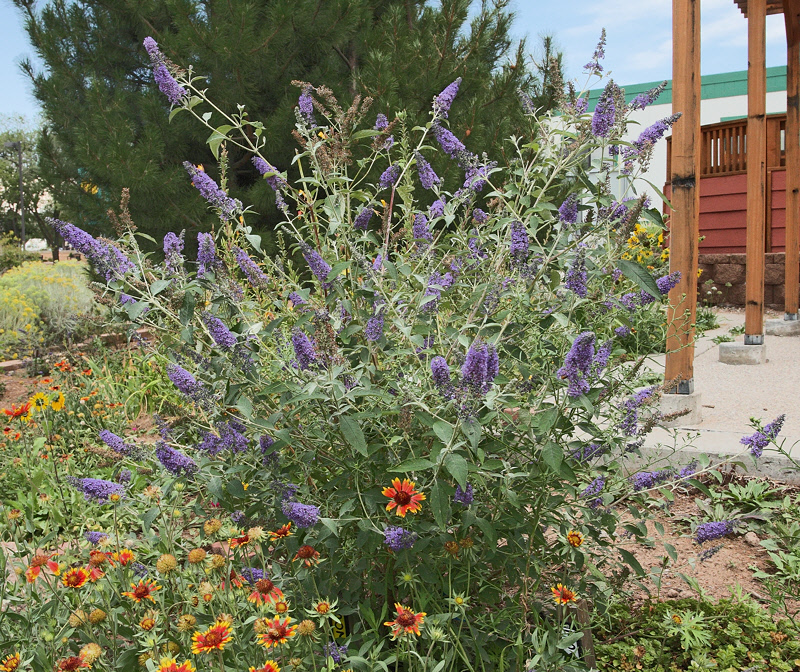 Butterfly Bush #307 (3778)