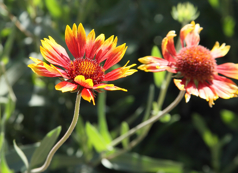 Indian Blanket Flower #817 (9842)