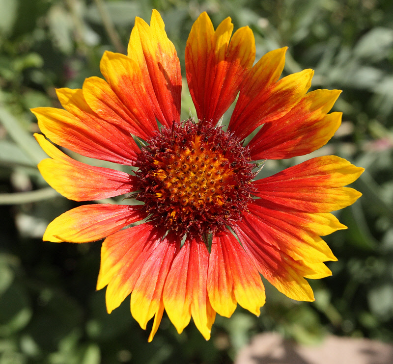 Indian Blanket Flower #817 (9883)