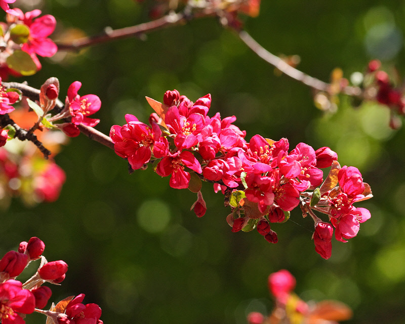 Adams Crabapple #100 (3969)